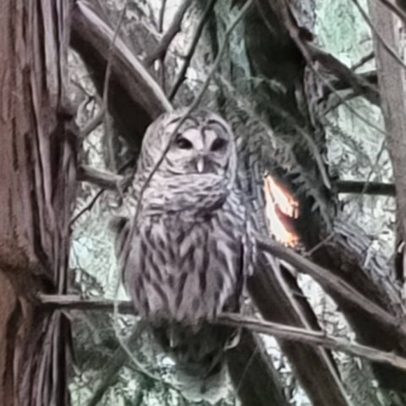 Meet your Posher, Sakura - Picture 1 of 1